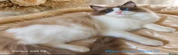 Ragdoll cats for sale: ✨ Exceptional Ragdolls,a distinguished lineage ✨ - Advert 17