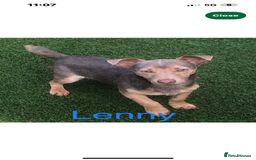 Jack Russell dogs for sale: Much Wenlock Jack Russell Pups  - Image 10