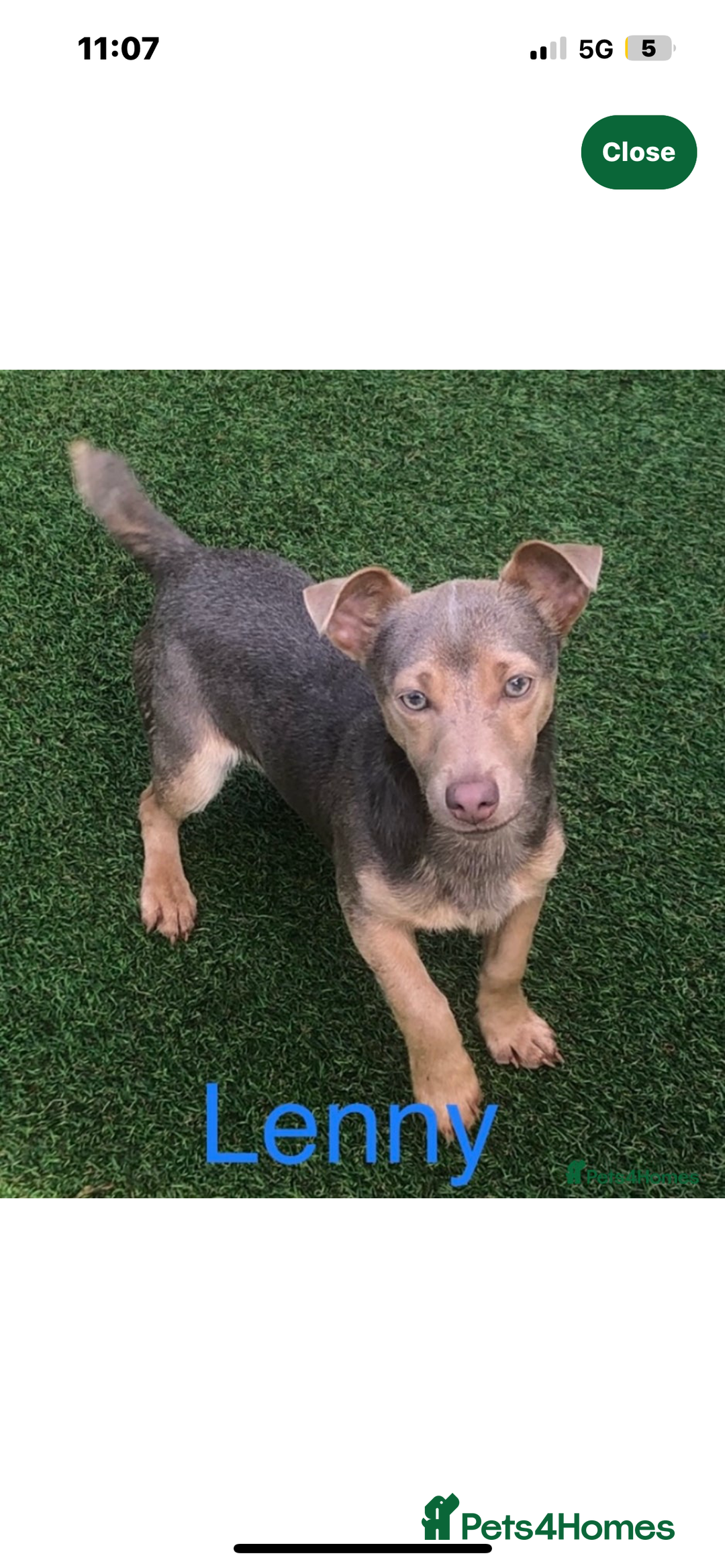 Jack Russell dogs for sale: Much Wenlock Jack Russell Pups  - Image 10