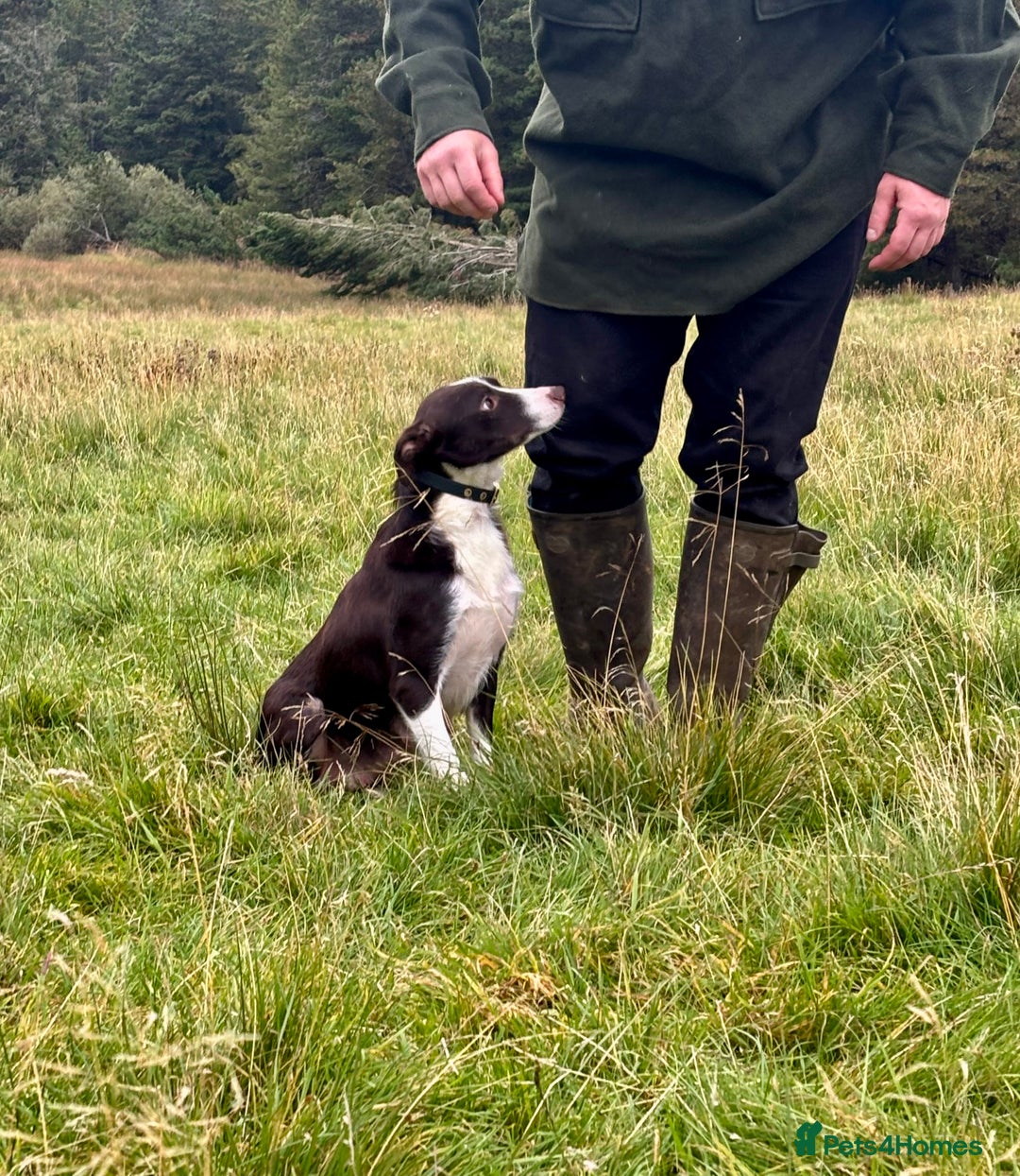 Border Collie dogs for sale: Stunning Merle Border Collie puppies.  - Image 17