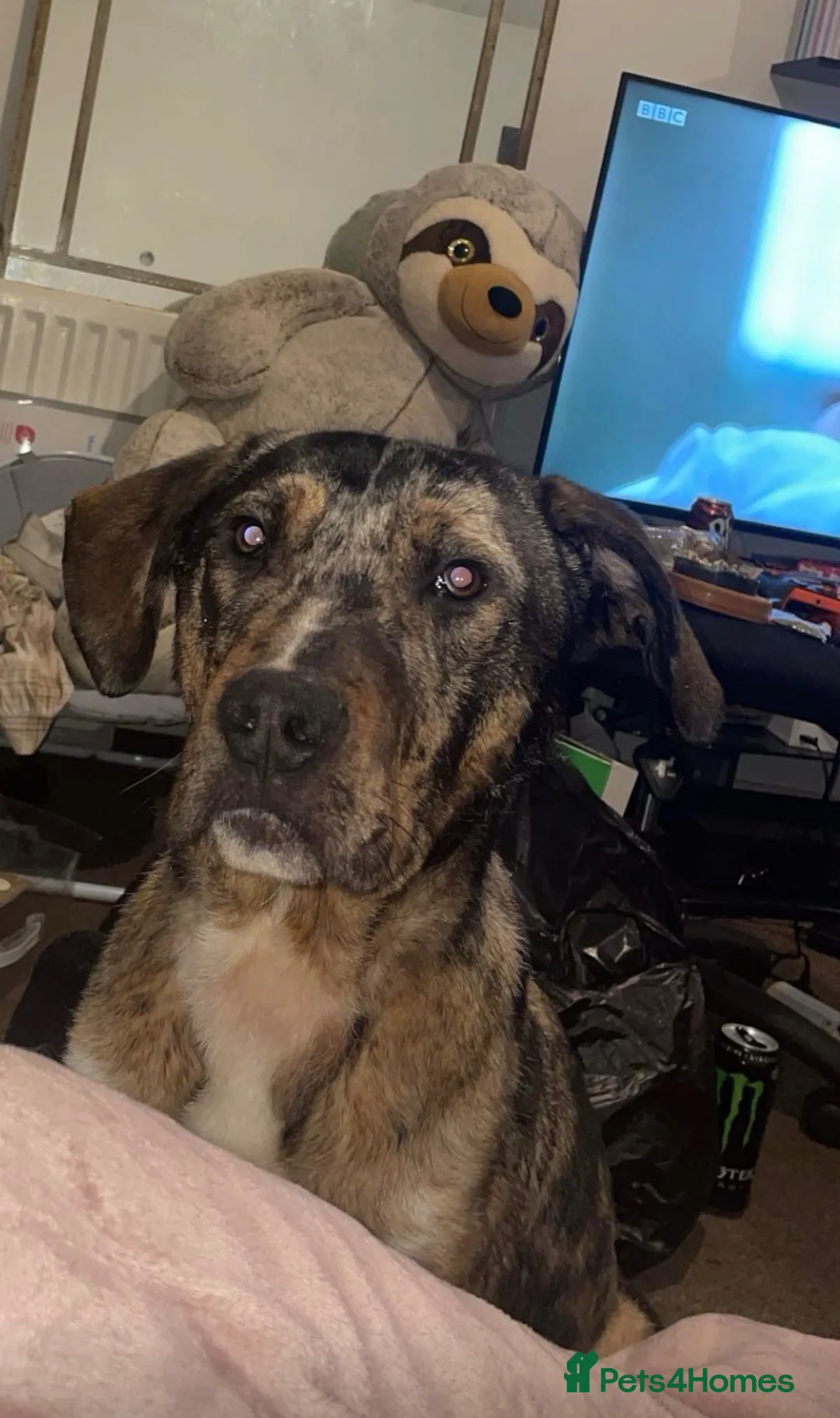 Mixed Breed dogs for sale: Catahoula leapord dog - Advert 1