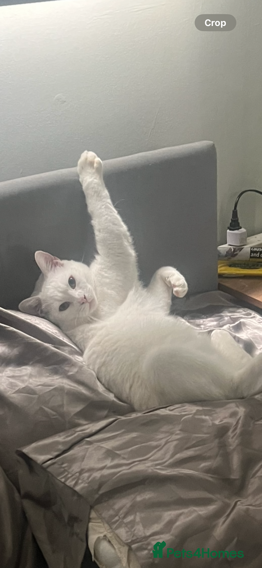 British Longhair cats for sale: White male cat  - Image 3