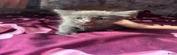 Mixed Breed cats for sale: 5 gorgeous fluffy kittens - Advert 6