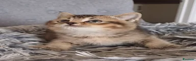 Scottish Straight  Kitten 1