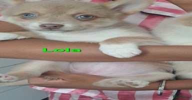 Pomsky dogs - Advert 1