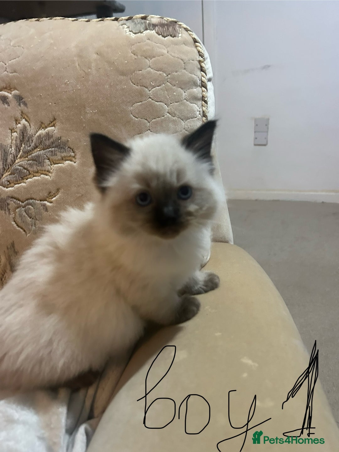 Ragdoll cats for sale: A real ragdoll - Advert 2
