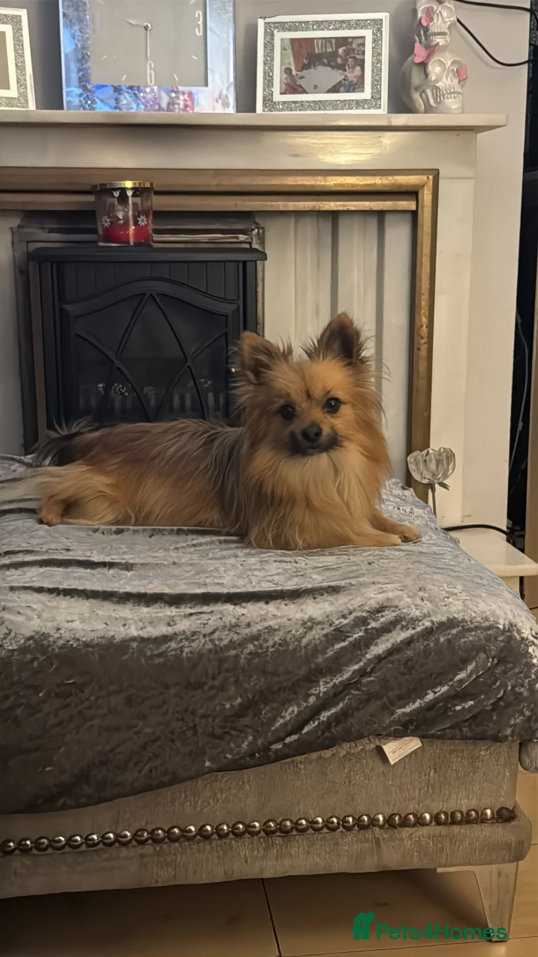Pomchi dogs for sale: Pomchi puppies - Advert 5