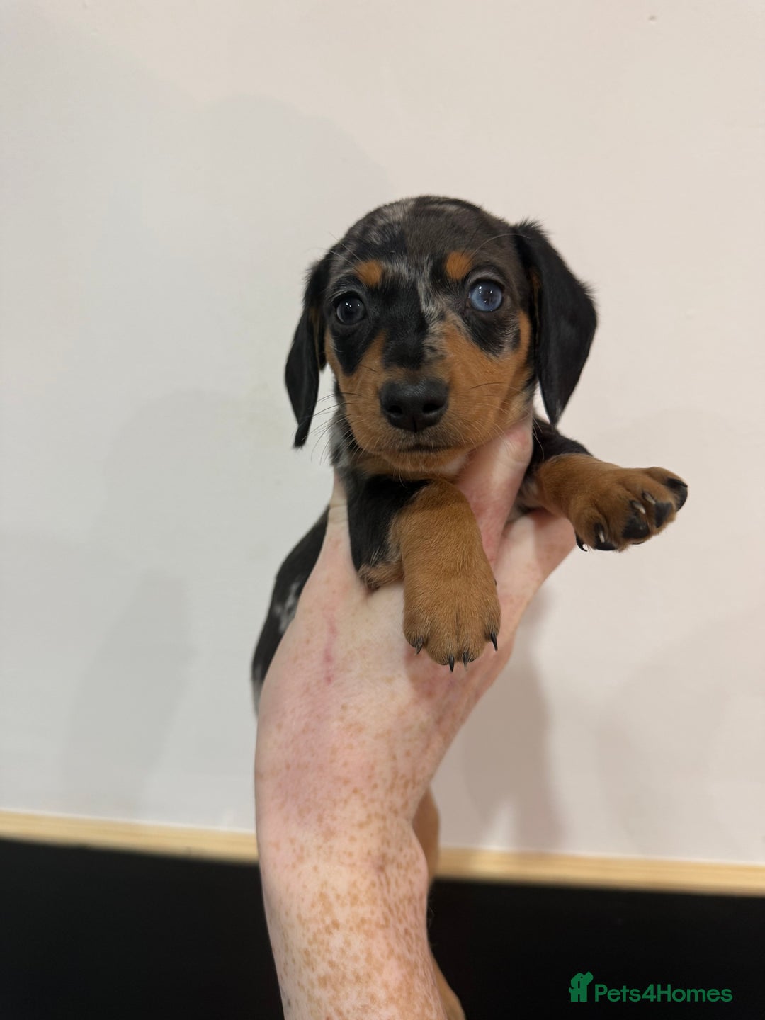 Miniature Dachshund dogs for sale: Beautiful mini dachshund  - Advert 3