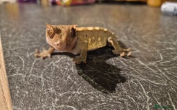 Gecko reptiles for sale: Crested Gecko - Frog Butt (no tail) - Image 4