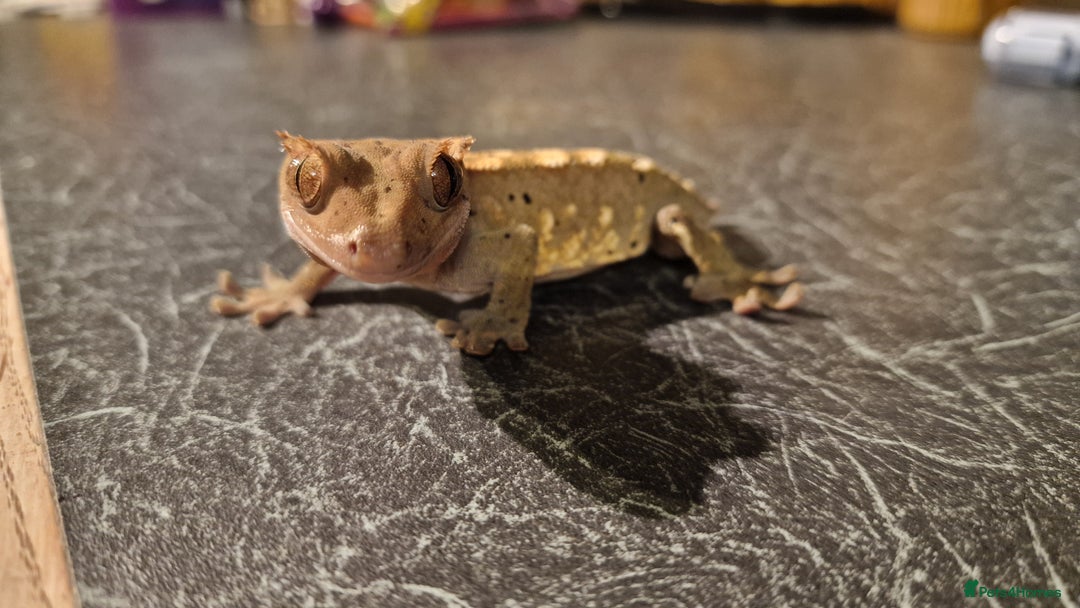Gecko reptiles for sale: Crested Gecko - Frog Butt (no tail) - Image 4