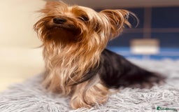 Yorkshire Terrier dogs for sale: Boy Yorkshire Terrier  - Image 12