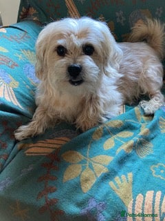 Mixed Breed dogs for adoption: Pip needs a loving home  - Advert 8