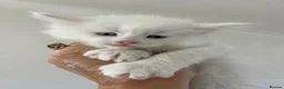 Maine Coon cats for sale: Maine Coon girl - Advert 8
