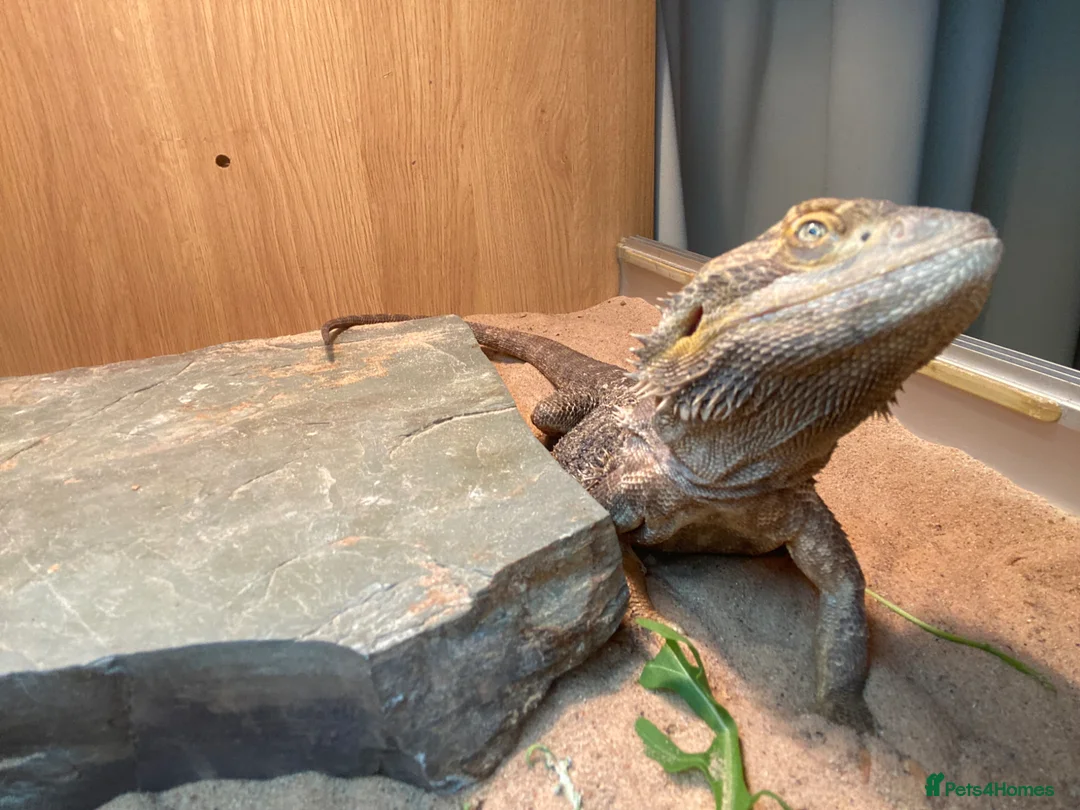 Bearded Dragon reptiles for sale: 2 year old female Standard Morph Bearded Dragon in Salisbury - Advert 2