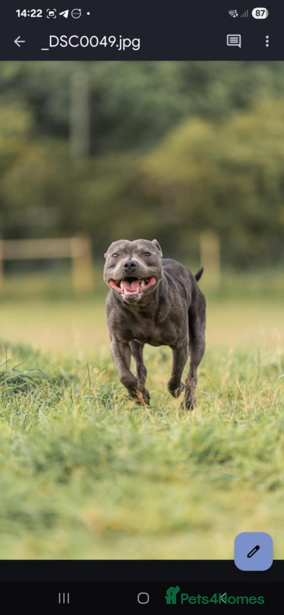 Staffordshire Bull Terrier dogs for sale: 💥READY TO LEAVE NOW 💥 PURE BLUE STAFFS PUPS🩵 in Barnsley - Image 25