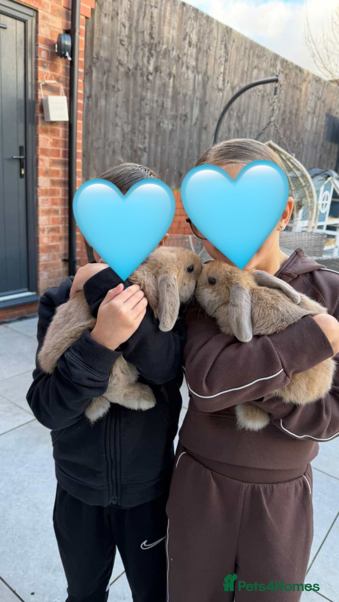 Mini Lop rabbits Two beautiful mini lops  - Advert 1