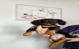 Dachshund dogs for sale: Long hair dachshund puppies  - Image 4