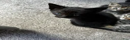 Mixed Breed cats for sale: Mixed litter - Advert 2