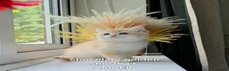 British Shorthair cats for sale: Rare GCCF Golden British Shorthair Kittens - Advert 15