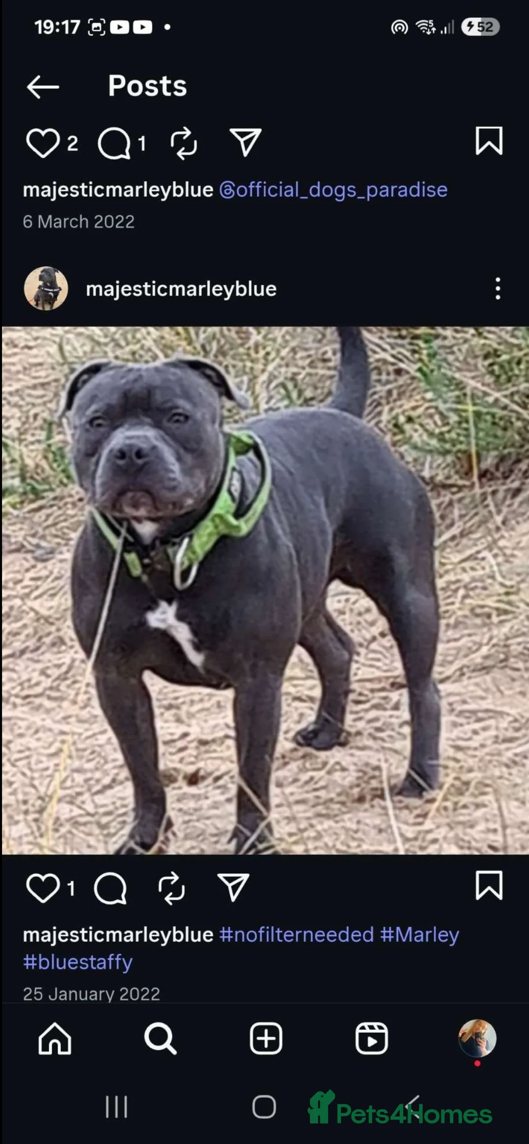 Staffordshire Bull Terrier dogs for sale: ONE GORGEOUS PURE BLUE BOY AVAILABLE  - Advert 14