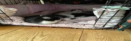 Mixed Breed cats for sale: Beautiful Kittens  - Advert 14