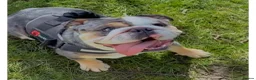English Bulldog dogs for stud: Merle English bulldog for stud - Advert 1