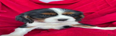 Cavalier King Charles Spaniel 3