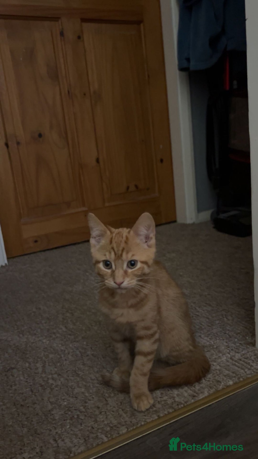 Domestic Shorthair cats for sale: Two male kittens  - Advert 2