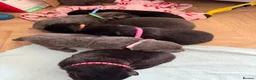 German Shepherd dogs for sale: German Sheperd puppies ✨ - Advert 34