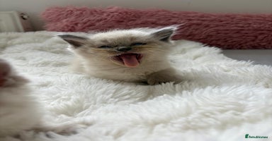 Ragdoll cats - Advert 3