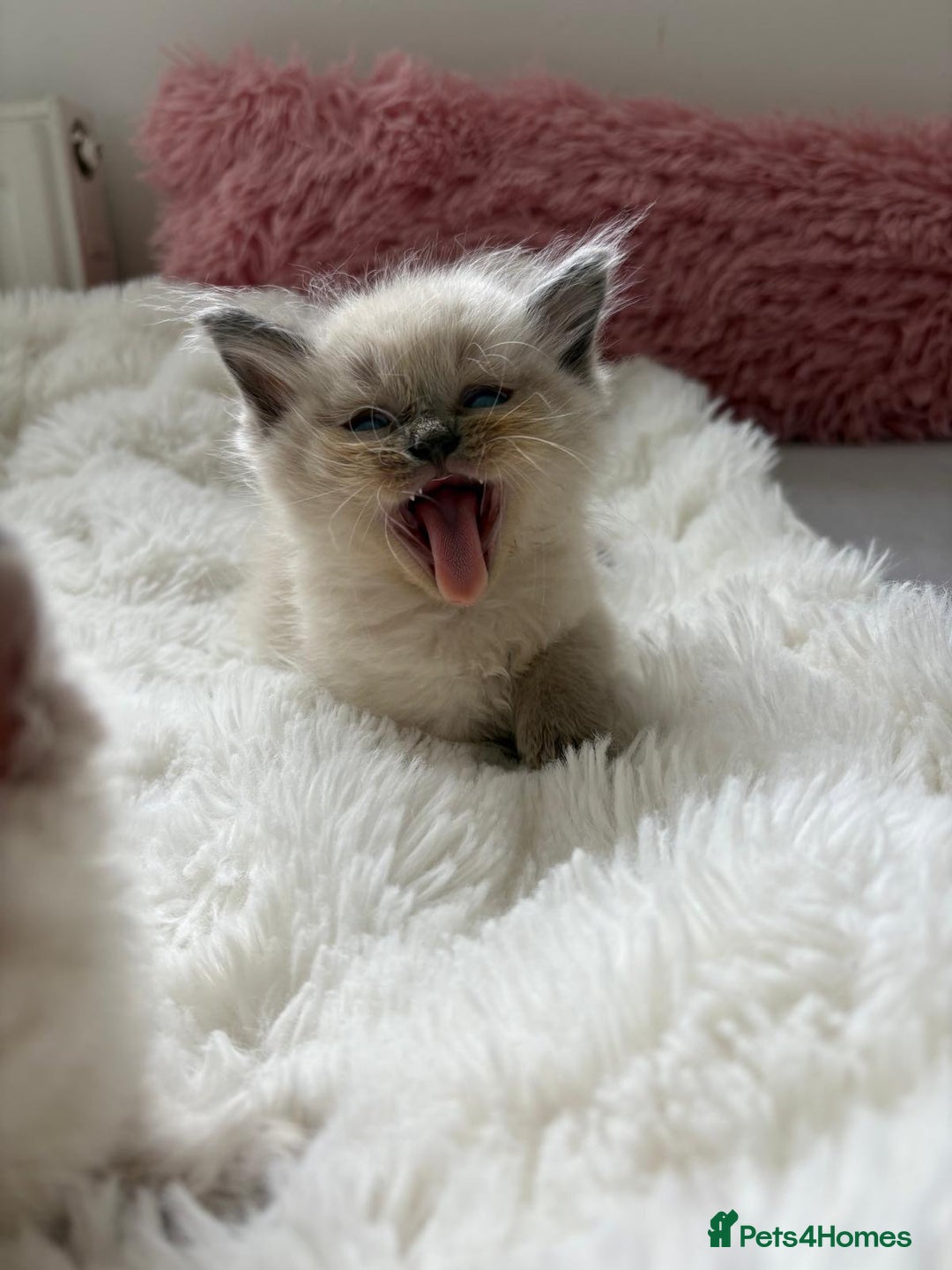 Ragdoll cats for sale: ✨ Blue pointed Ragdoll Kittens – Ready Soon ✨ - Image 1