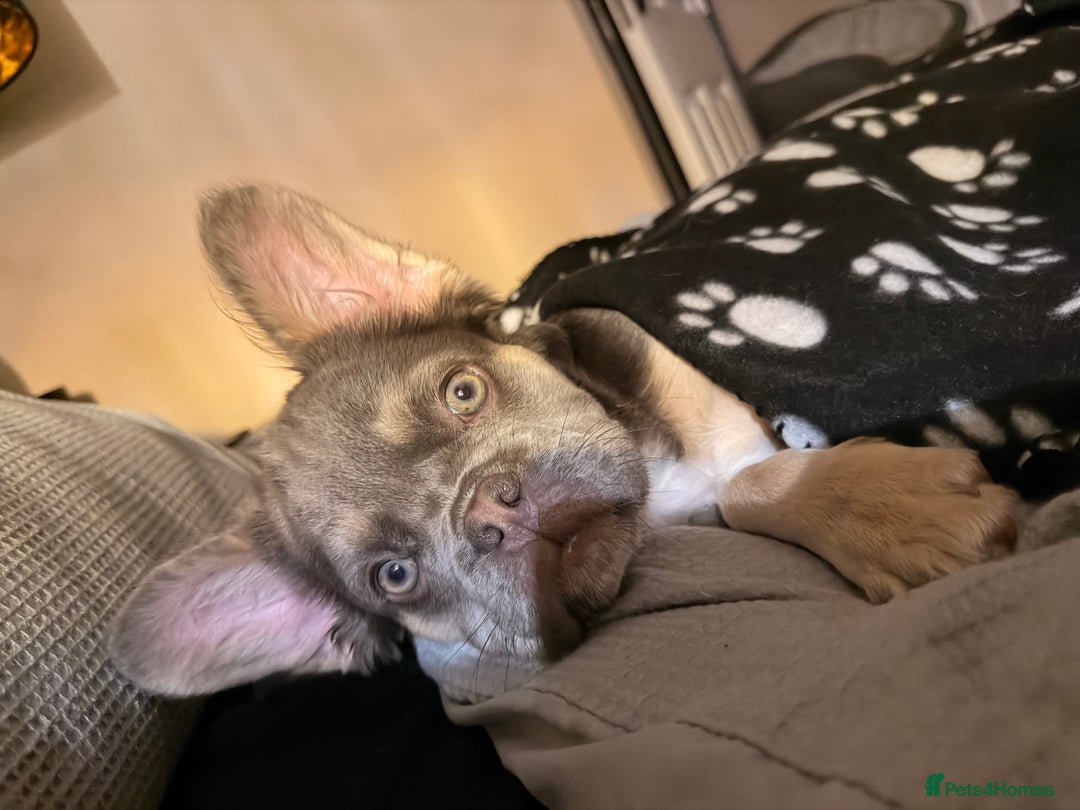 French Bulldog dogs for sale: Buffy the Fluffy Female French Bulldog - Advert 8