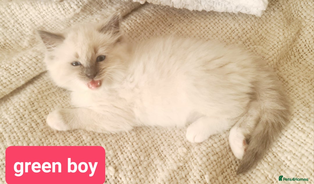 Ragdoll cats for sale: Pure ragdoll kittens READY NOW!! - Image 20