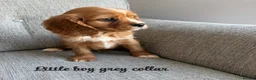 Cavalier King Charles Spaniel dogs for sale: Cavalier King Charles puppies  - Advert 24