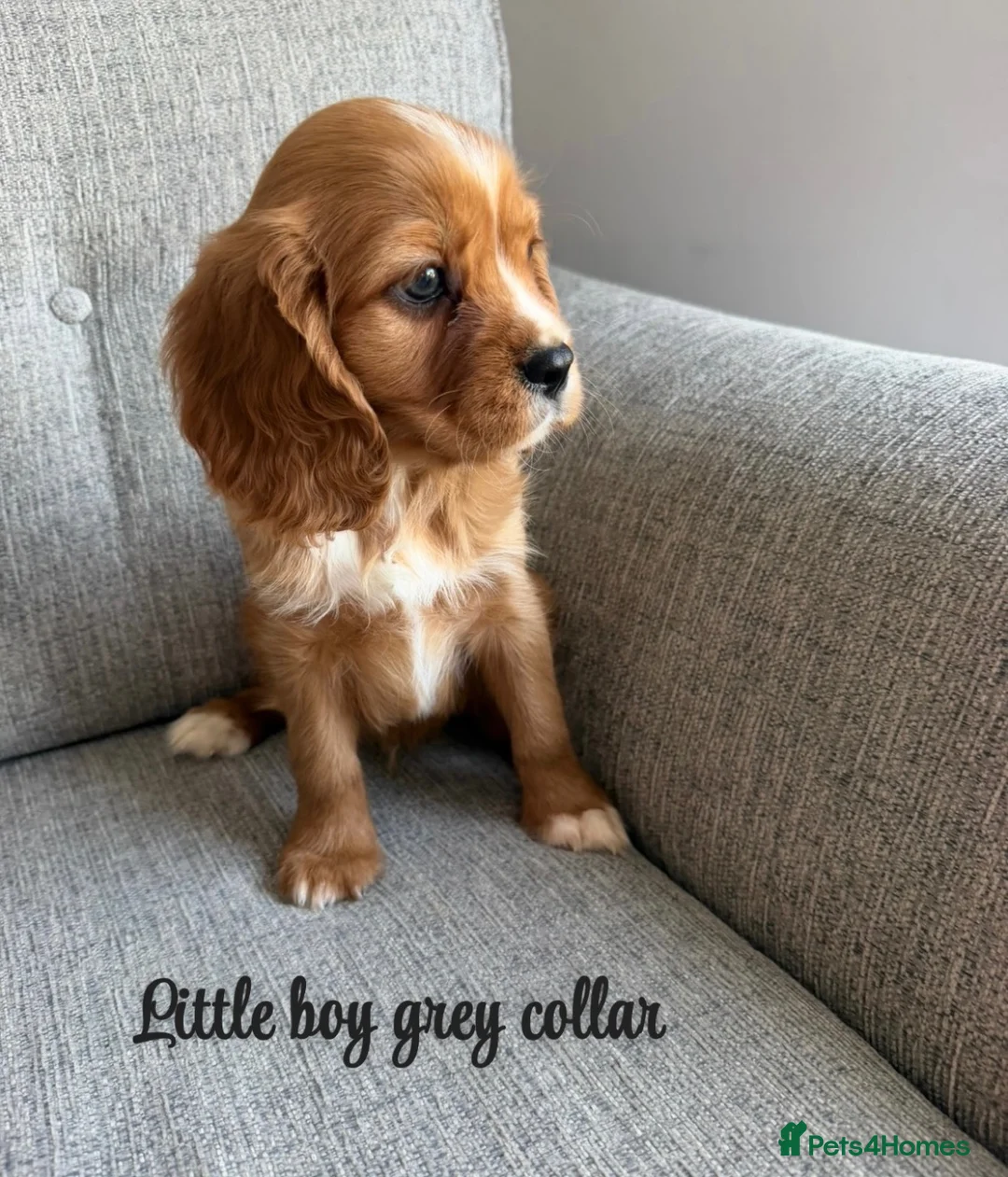 Cavalier King Charles Spaniel dogs for sale: Cavalier King Charles puppies  - Advert 24