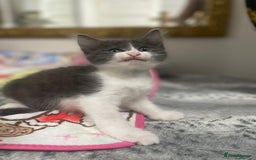 Mixed Breed cats for sale: Mix maine cone kittens  - Image 19