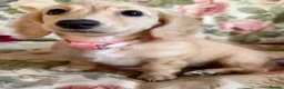 Miniature Dachshund dogs for sale: Beautiful long haired cream female health tested  - Advert 17