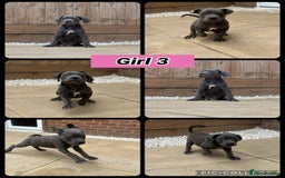 Cane Corso dogs for sale: Cane Corso, Italian mastiff pups  - Image 4