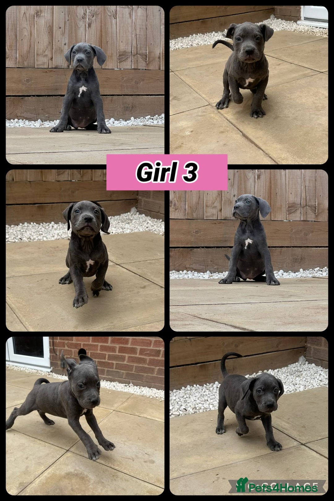 Cane Corso dogs for sale: Cane Corso, Italian mastiff pups  - Image 4