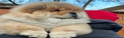 Chow Chow dogs for sale: Kc Registered Chow Chow Pups - Advert 19