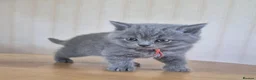 British Shorthair cats for sale: Purebred british shorthair kittens in Wigton - Advert 14