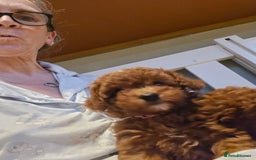 Toy Poodle dogs for sale: Kc reg deep red toy poodle council licensed  - Image 40