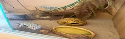 Leopard Gecko reptiles for sale: Leopard Gecko for sale in Wallingford - Advert 5