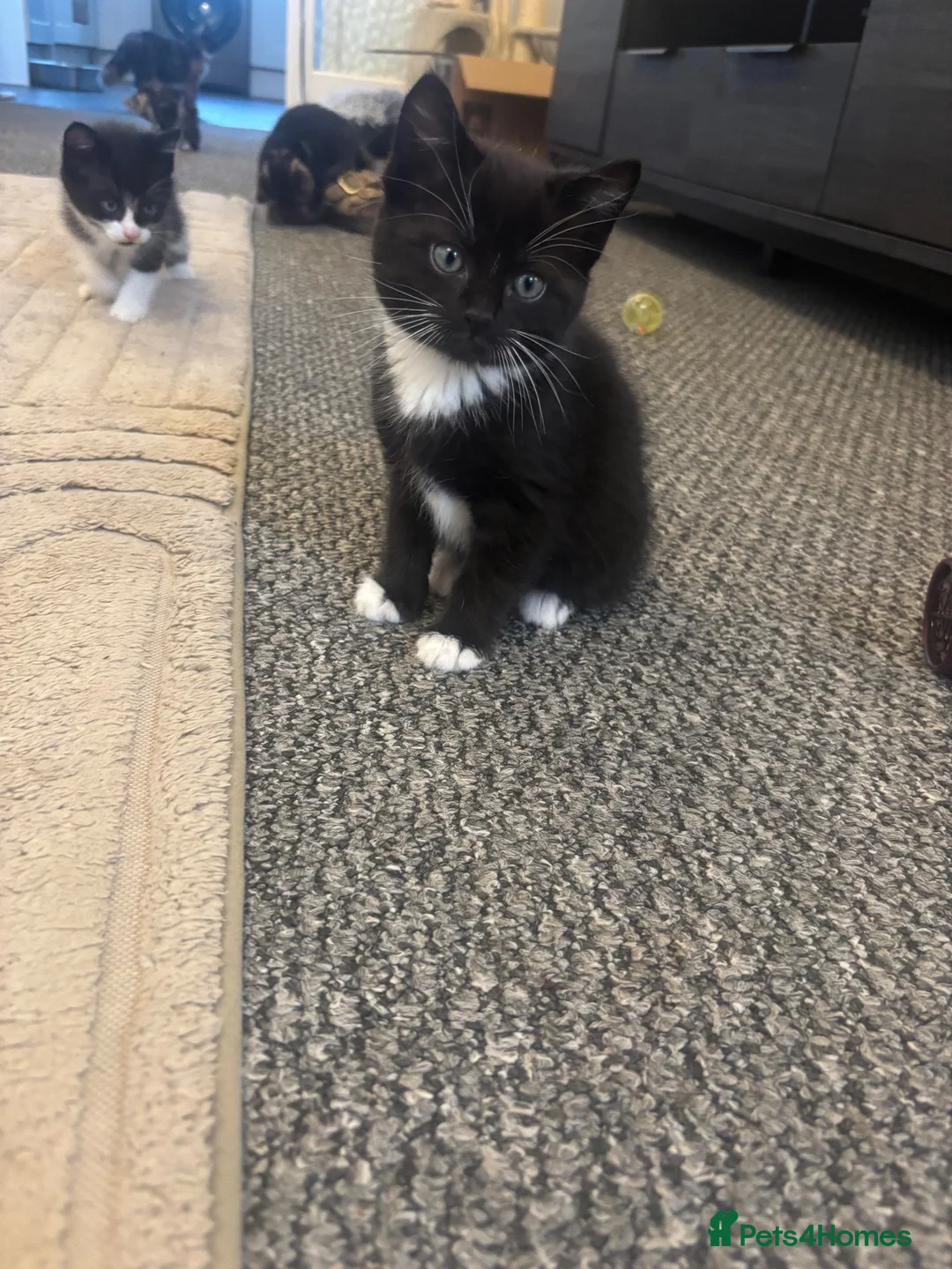 Mixed Breed cats for sale: Male kittens for sale - Advert 2