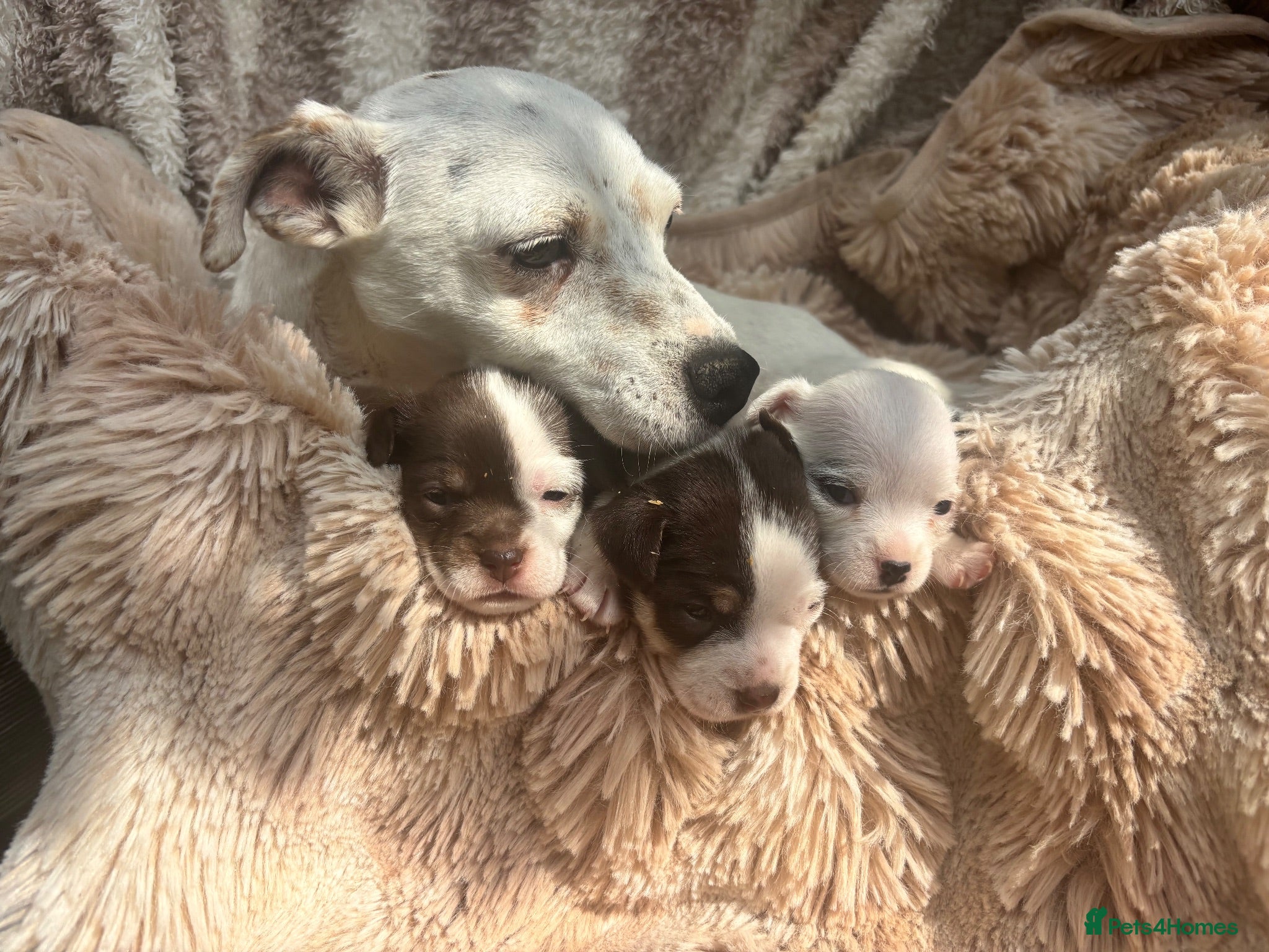 Jack Chi dogs Beautiful Jack x chihuahua pups - Advert 4