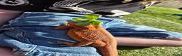 Bearded Dragon reptiles for sale: 2yr old Female bearded dragon Red Translucent - Advert 14