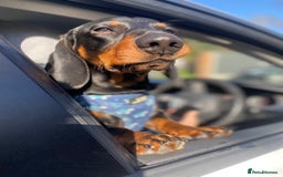 Dachshund dogs for stud: 4 Year Old Standard Dachshund For Stud Only in Ilkeston - Image 6