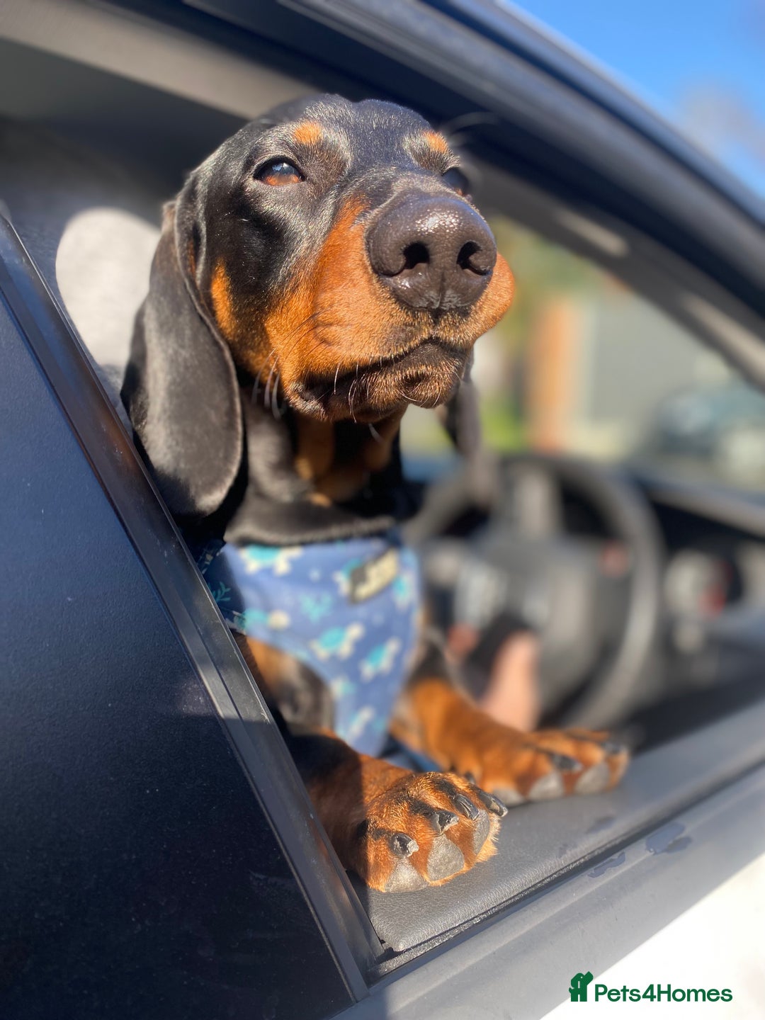 Dachshund dogs for stud: 4 Year Old Standard Dachshund For Stud Only in Ilkeston - Image 6