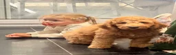 Mini Goldendoodle dogs for sale: LAST BOY mini Goldendoodle - Advert 5