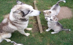 Siberian Husky dogs for sale: Siberian Husky puppies for sale ready now - Image 6